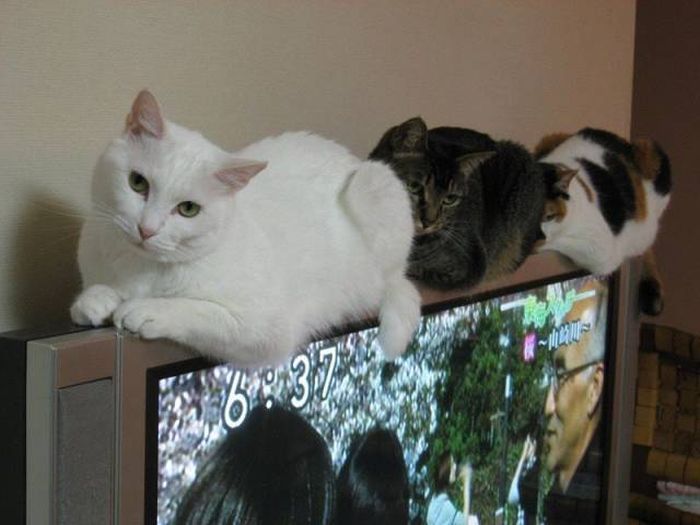 Acid Picdump (99 pics)