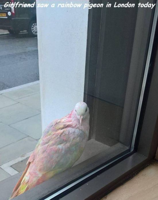 Acid Picdump (99 pics)