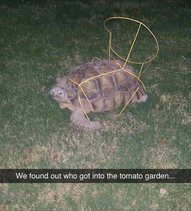 Acid Picdump (99 pics)