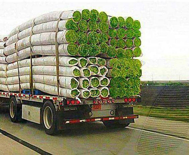 Acid Picdump (99 pics)