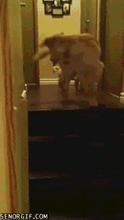 Acid Gifdump, July 31, 2017 (25 gifs)