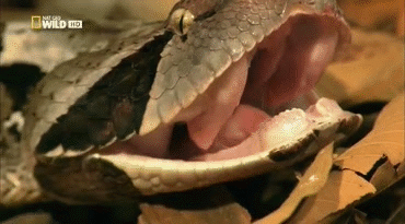 Acid Gifdump, July 31, 2017 (25 gifs)