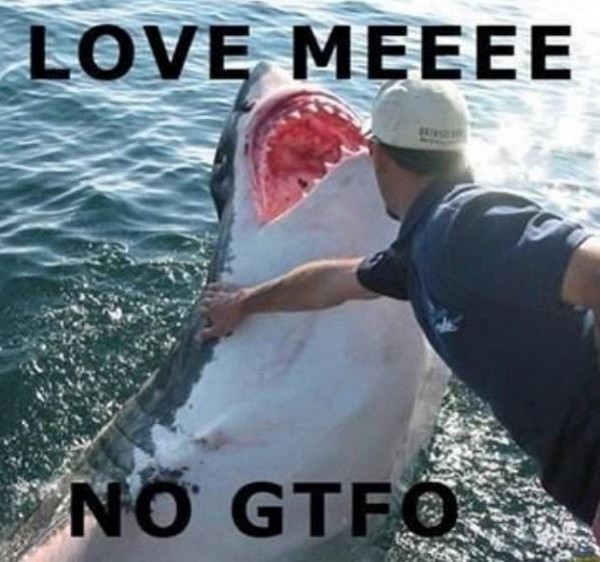 Hilarious Posts About Sharks That Are Sharktastic (17 pics)