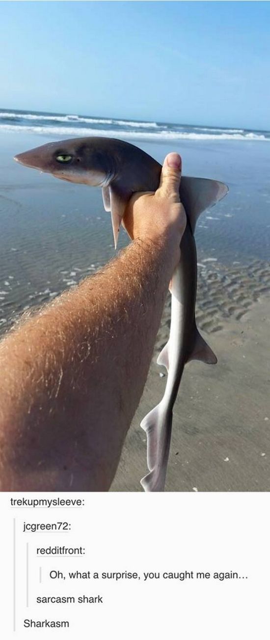 Hilarious Posts About Sharks That Are Sharktastic (17 pics)