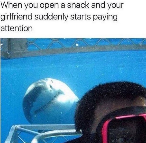 Hilarious Posts About Sharks That Are Sharktastic (17 pics)
