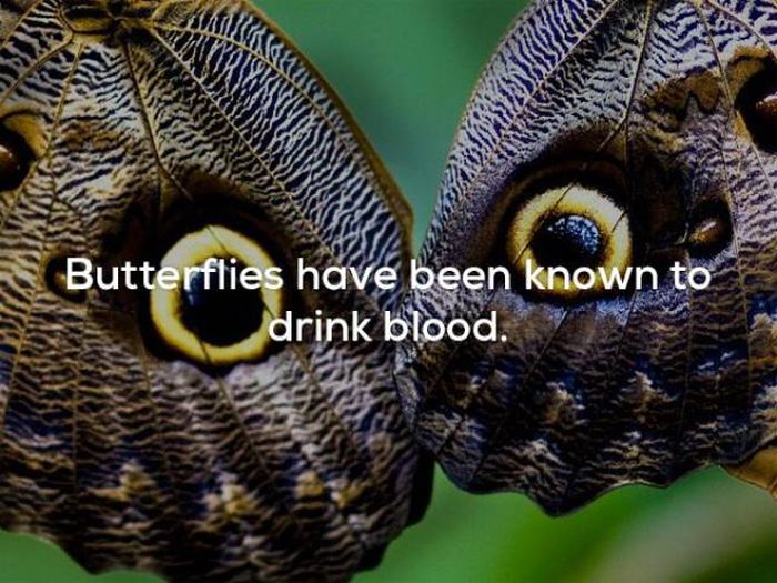 Facts That Will Keep You Up All Night Long (22 pics)