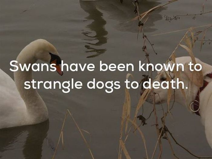 Facts That Will Keep You Up All Night Long (22 pics)