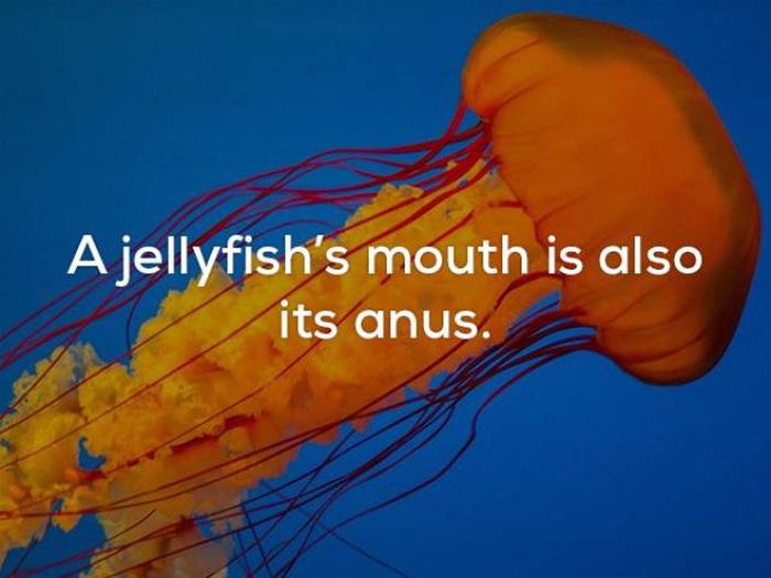 Facts That Will Keep You Up All Night Long (22 pics)