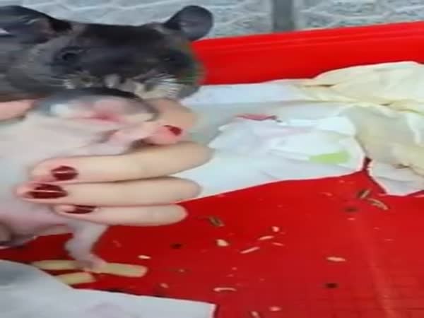 Rat Shows Off Her Baby To Human Mom