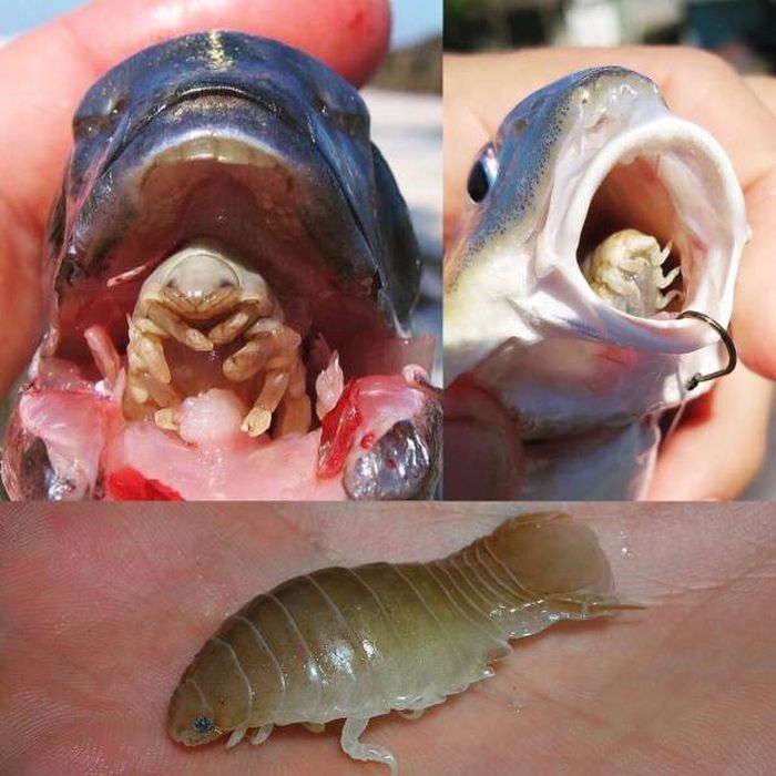 There's No Way To Explain Why These Things Happened (38 pics)