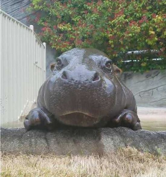 Hippo With A Sense Of Humor (4 pics)