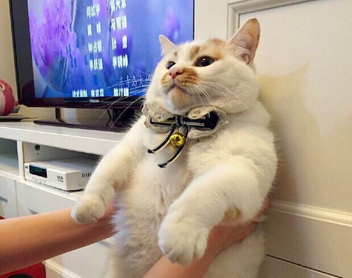 How It Feels When You're Forced To Do Something (8 pics)