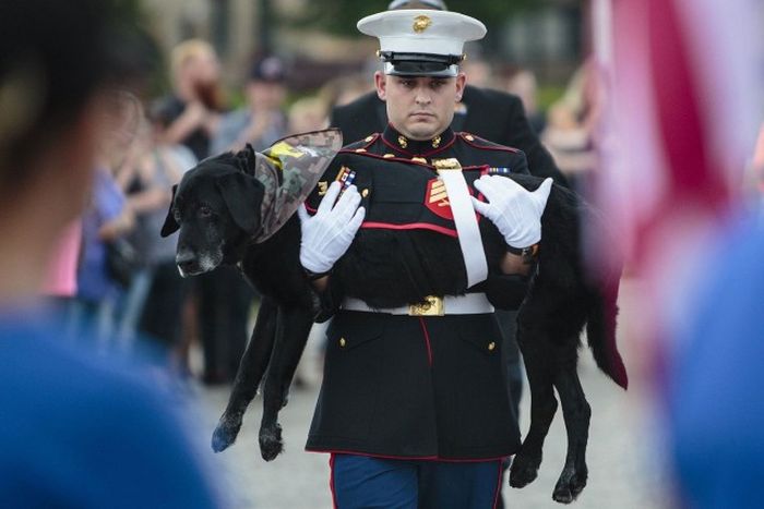 People Pay Tribute To Dog Who Was A Hero Of War (6 pics)