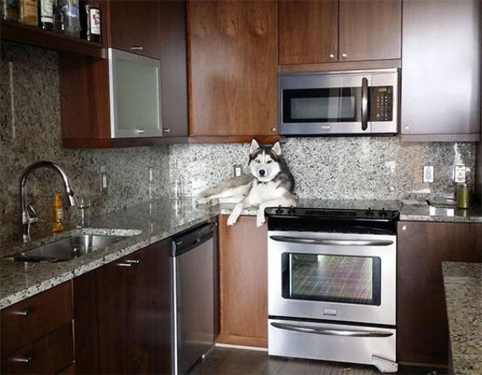Dogs Who Definitely Think They're Cats (30 pics)