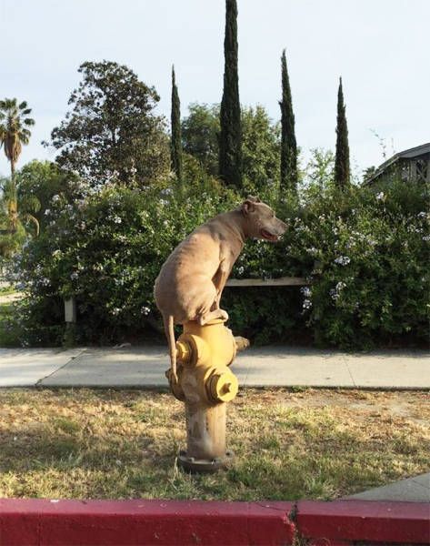 Dogs Who Definitely Think They're Cats (30 pics)