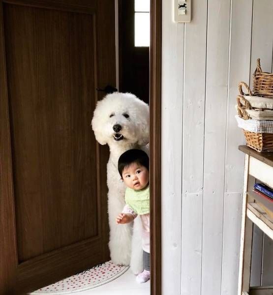 One-Year-Old Girl And Her Giant Poodle Are Friendship Goals Personified (17 pics)