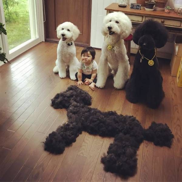 One-Year-Old Girl And Her Giant Poodle Are Friendship Goals Personified (17 pics)