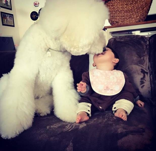 One-Year-Old Girl And Her Giant Poodle Are Friendship Goals Personified (17 pics)