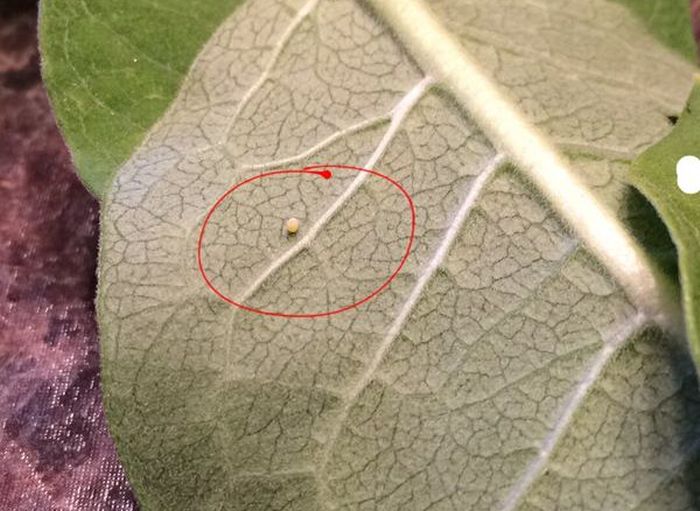 Journey Of A Monarch Butterfly From Egg To Butterfly (21 pics)