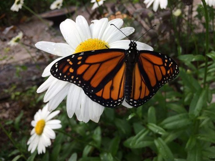 Journey Of A Monarch Butterfly From Egg To Butterfly (21 pics)
