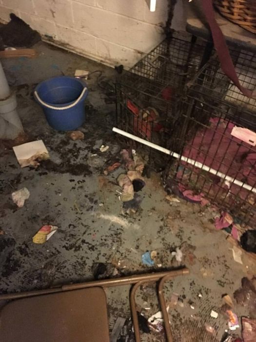 Family With Dogs Destroys Apartment (19 pics)