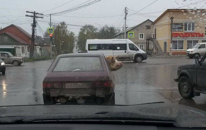 Russians Really Must Have A Special Gene That Makes Them Do This Stuff (35 pics)