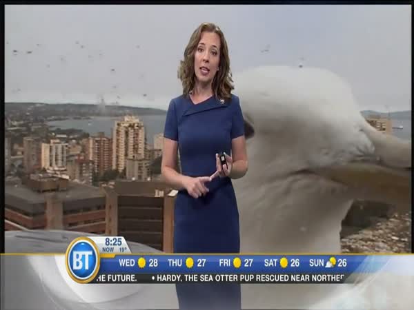 When A Giant Seagull Bombards Your Weather Report