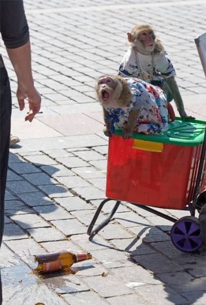 Acid Picdump (110 pics)