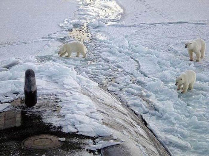 There Are No Words For These Army Photos (41 pics)