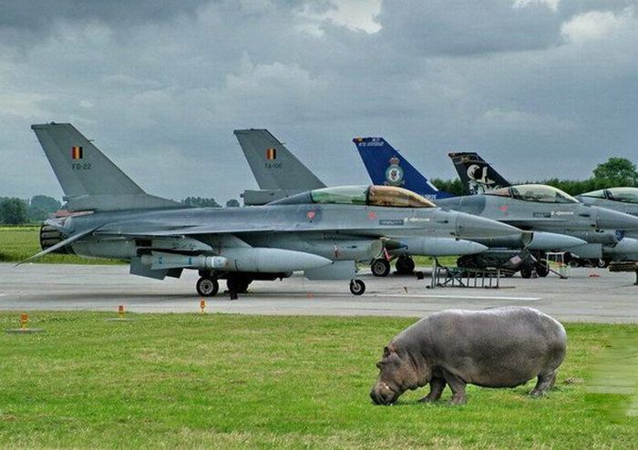 There Are No Words For These Army Photos (41 pics)