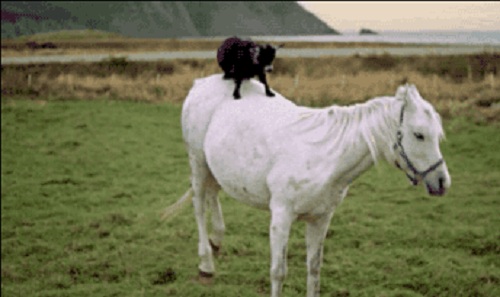 Acid Gifdump, August 10, 2017 (25 gifs)
