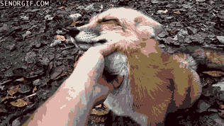 Acid Gifdump, August 10, 2017 (25 gifs)