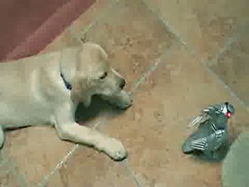 Acid Gifdump, August 10, 2017 (25 gifs)