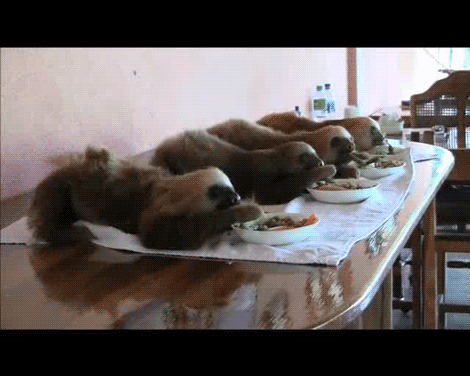 Acid Gifdump, August 10, 2017 (25 gifs)