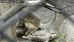 Acid Gifdump, August 10, 2017 (25 gifs)