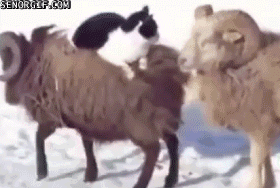 Acid Gifdump, August 10, 2017 (25 gifs)