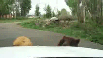 Acid Gifdump, August 10, 2017 (25 gifs)