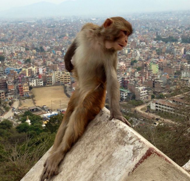 Monkey Looks Like A Girl Who's Excited To Study Abroad (3 pics)