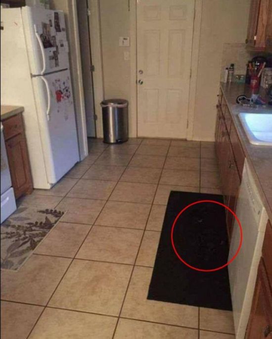 See If You Can Find The Dog In This Picture (2 pics)