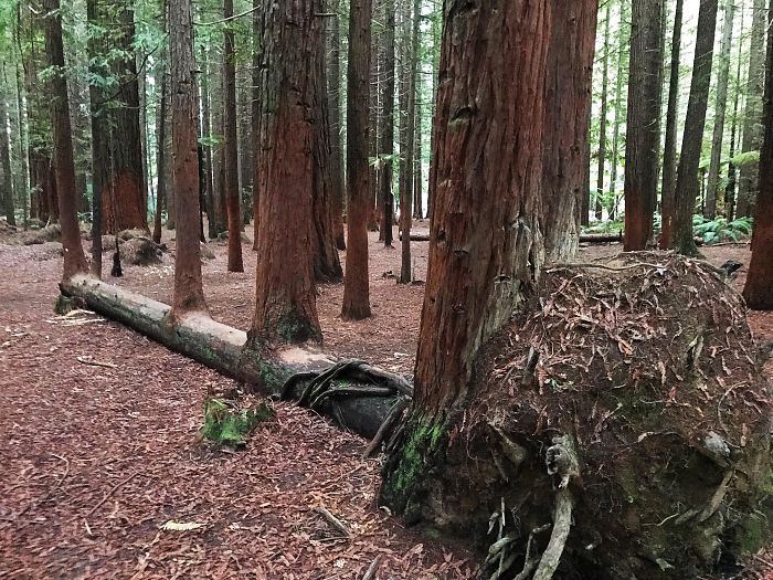 Amazing Trees That Refuse To Die (31 pics)