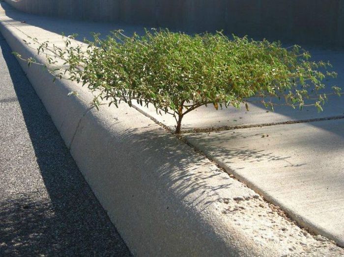 Amazing Trees That Refuse To Die (31 pics)