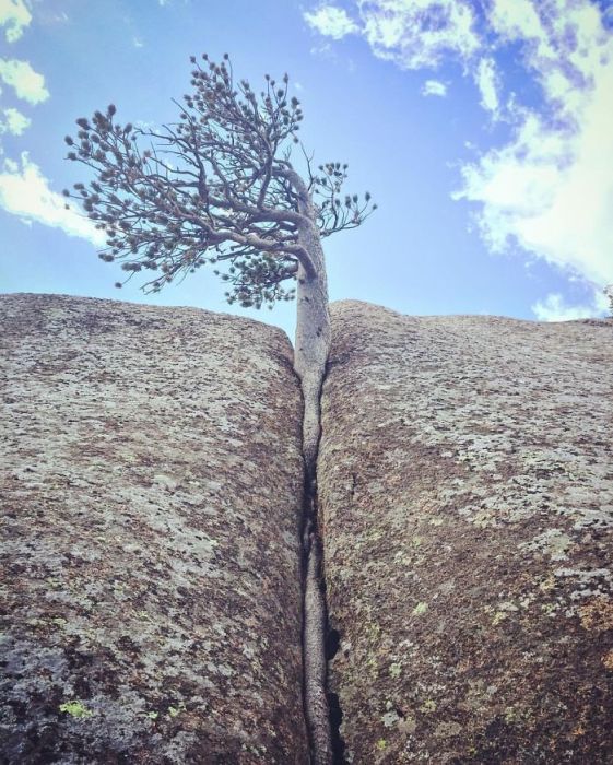 Amazing Trees That Refuse To Die (31 pics)