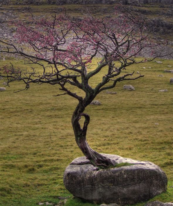 Amazing Trees That Refuse To Die (31 pics)