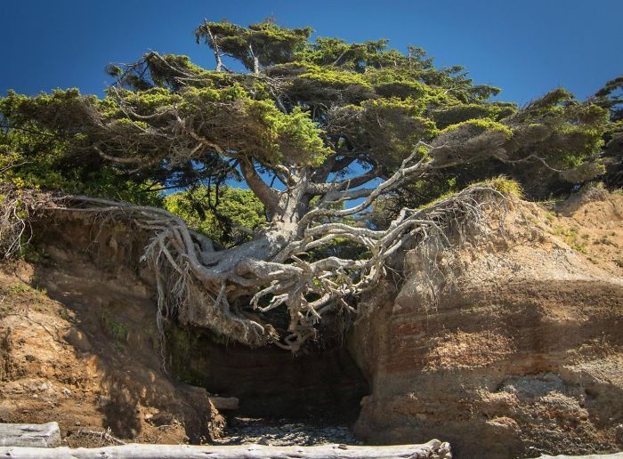 Amazing Trees That Refuse To Die (31 pics)