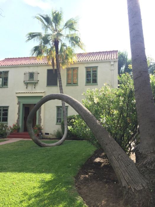 Amazing Trees That Refuse To Die (31 pics)