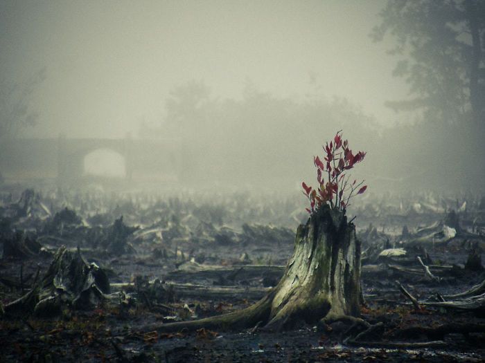 Amazing Trees That Refuse To Die (31 pics)