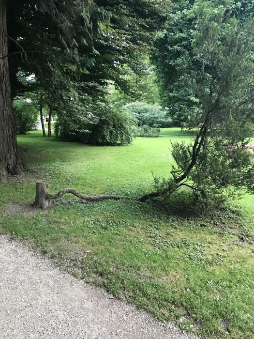 Amazing Trees That Refuse To Die (31 pics)