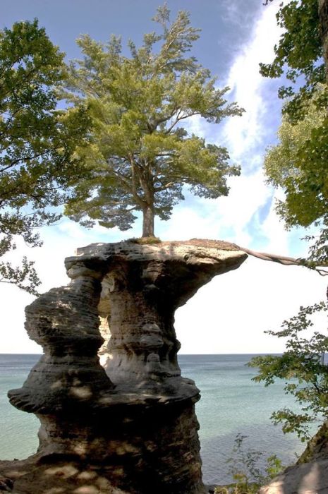 Amazing Trees That Refuse To Die (31 pics)