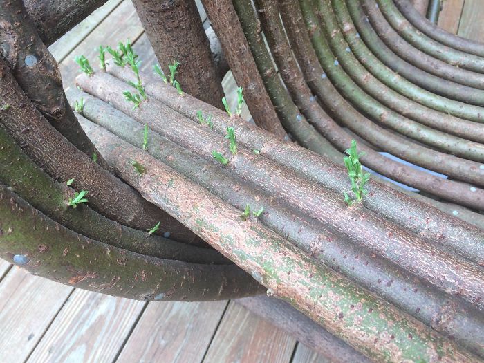Amazing Trees That Refuse To Die (31 pics)