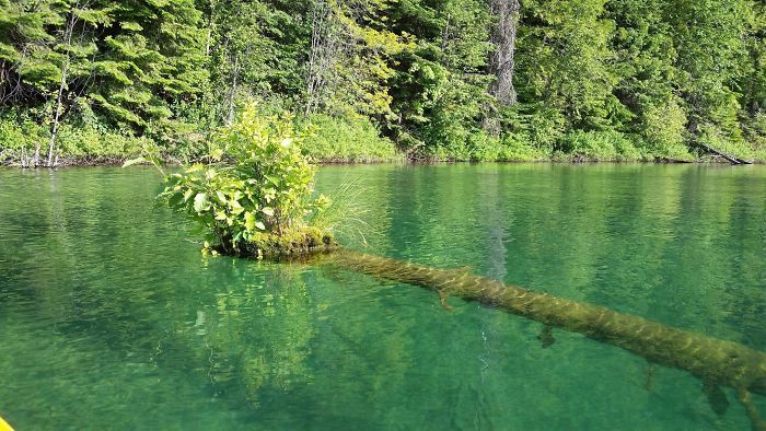 Amazing Trees That Refuse To Die (31 pics)